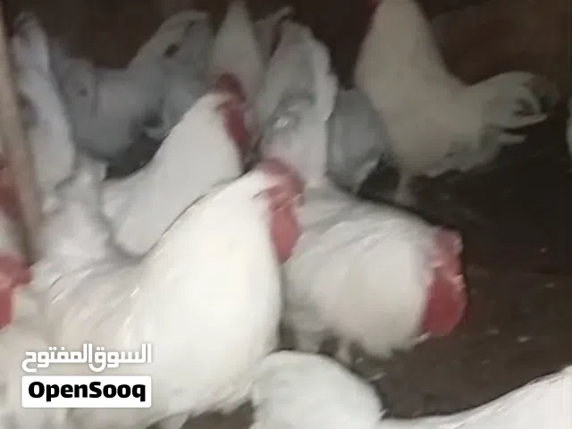 ديوك لذبح والترباي اقراء الوصف