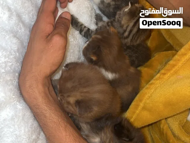قطط سكوتش فولد بيور