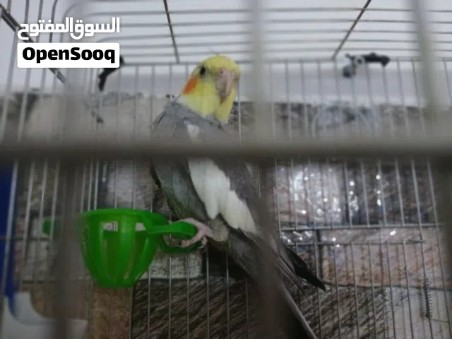 كوكتيل ذكر للبيع