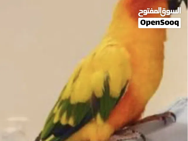 اسم اسم الطير كور وهو يحب كثير الأكل