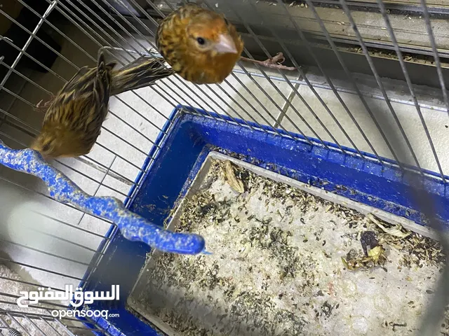 جوزين كنار للبيع جوز الانثى موزاييك ابيض والذكر مخملي وجوز مخملي عالواقع احلى بكثير