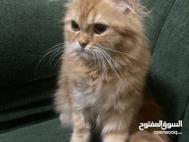 قطه للبيع النوع شرازي للبيع بسعر 100 ريال و قابل للتفاوض مع اغرضها متطعمه مع القطه رمله و شنطه