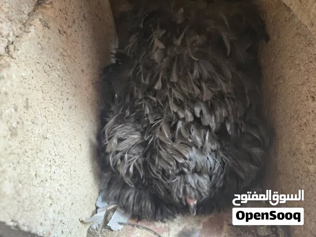 دجاج مليف طفرة منتج الله يبارك