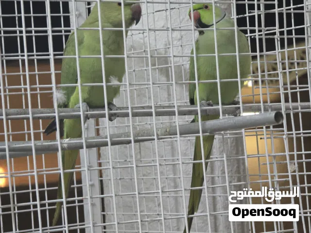 قفص وبيوت ومشارب طيور