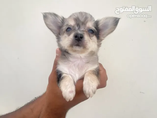 chihuahua puppies