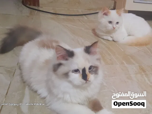 أخوات ميتفصلوش للبيع في الإسكندرية