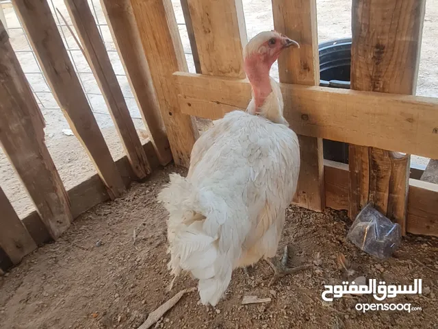 السلام وعليكم عندي ثلاث دجاجات وديج ابيعها شلع 50 مستعجل عله البيعه لين اريد انشيل