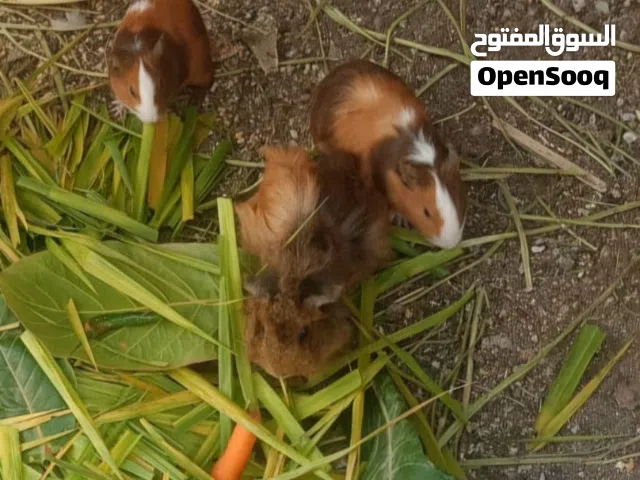 البيع هامستر امورها طيبه الحمدلله يتوفر زوج أرانب