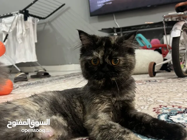 قطعت ذكيه وتحب اللعب