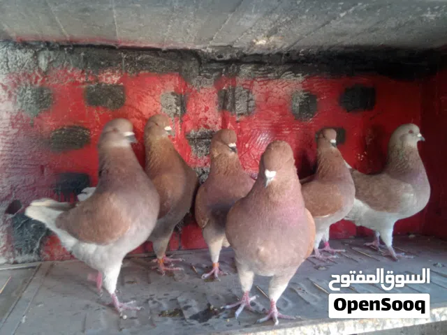 اقرا الوصف