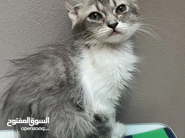 قطه للتبني العمر شهرين