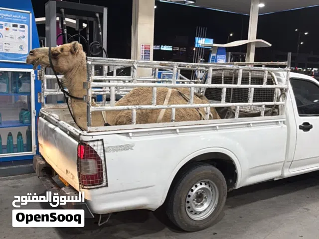بيكب تحميل حلال