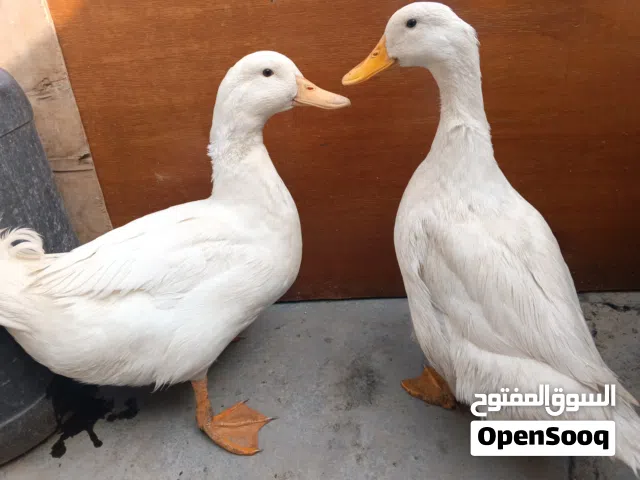 زوج بشوش للبيع نضيفات جدا ومع بيضهم للبيع