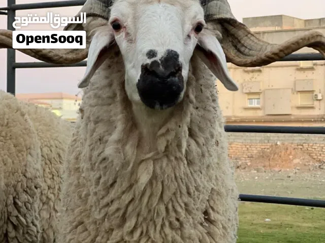 اغنام صردية مغربية للبيع
