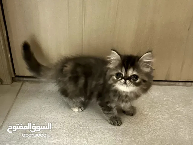 قطط كيتين (kitten ) همالايا   من ام هيمالايا واب بيكي فيس