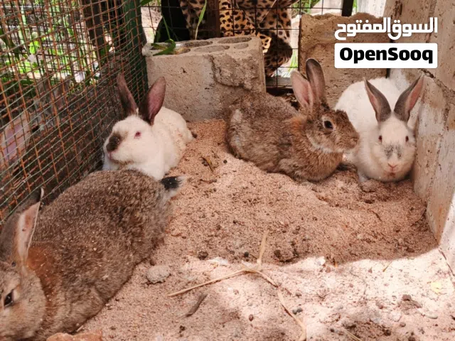أرانب للبيع
