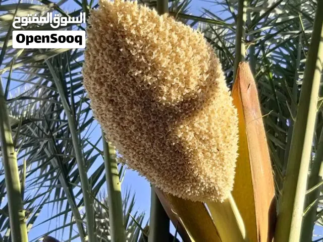 دكار نخيل للبيع