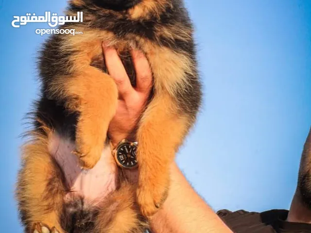 جراء جيرمن شيبرد شولاين لونغ هير Vom Meastro Kennel Jordan