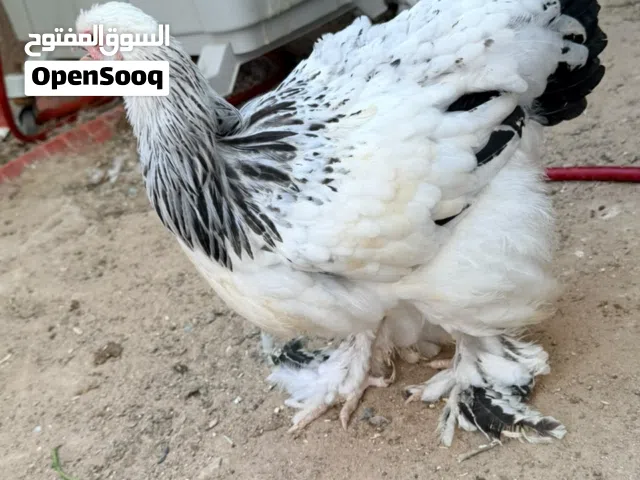 دجاج زينة براهما