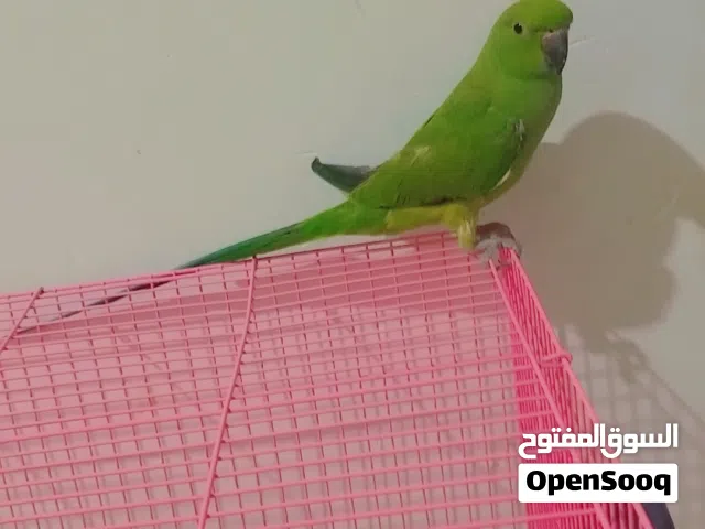 بغبغاء عمره 5اشهر أليف ولعوب جدا سعره 125
