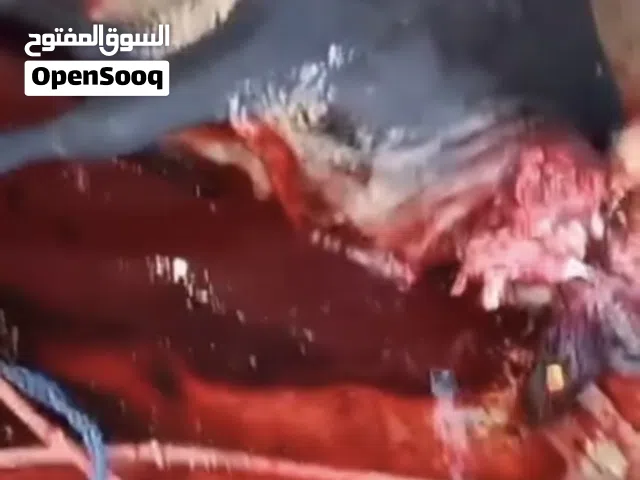 كل عام انتم بخير لحام لذبح الاضاحي