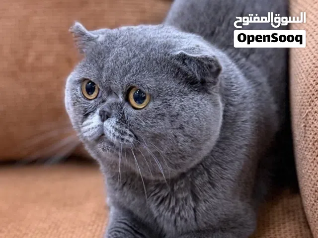 ذكر سكوتش فولد مستوى ممتاز