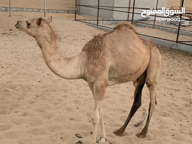 بكرة سنه وخمس شهور ابوه وضاح وأمه بنت سراب