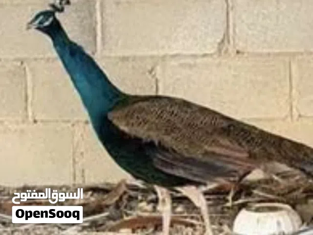 بيض طاؤوس ونعام وبيض بغبغاوات والدجاج الفيومي الذهبي