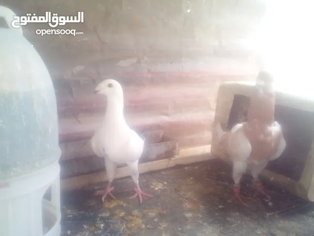 فحول للزق شغاله