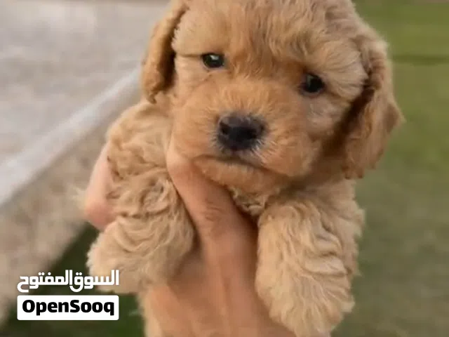toy poodle توي بودل
