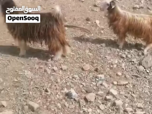 ..جدي لي بيع
