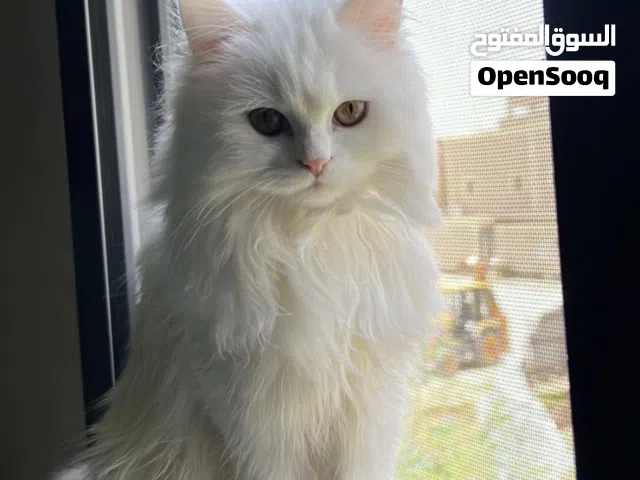 بحاجة عامله