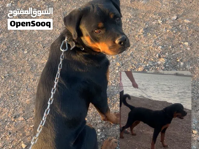 كلب  روت وايلر