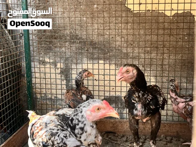 دجاج باكستاتي اصلي للبيع