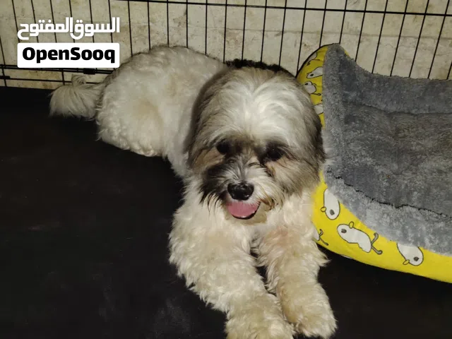 شيتزو كلب هادي