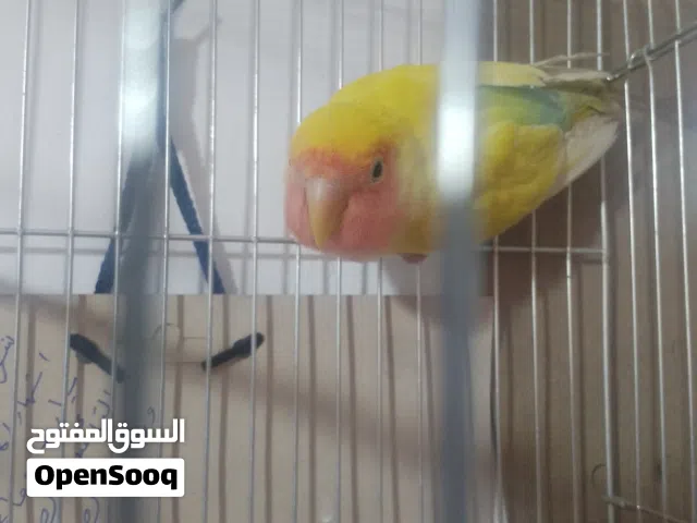 روز طفرة  اليف للبيع