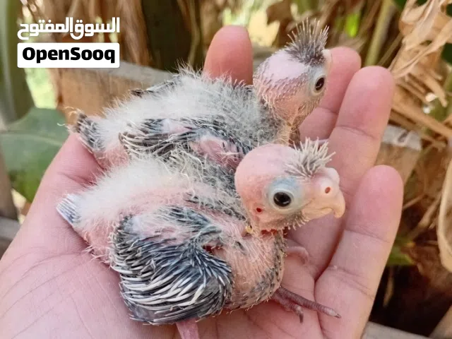 طرفين كوكتيل فرنسي
