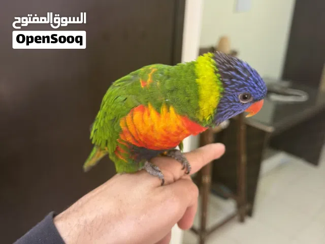 لوري حجم جامبو