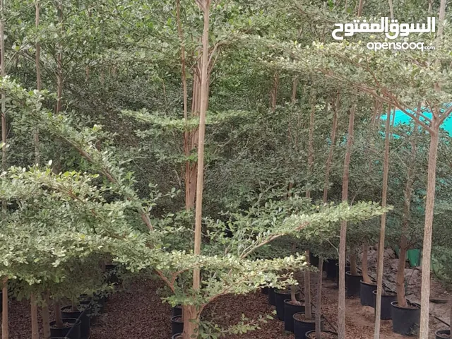 مشتل زراعي