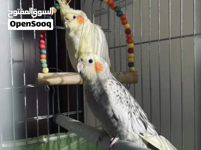 طيور كوكتيل للبيع