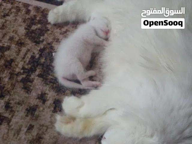 السلام عليكم بزونه للبيع شيرازي عيون تك وتك عدها 3 جهال