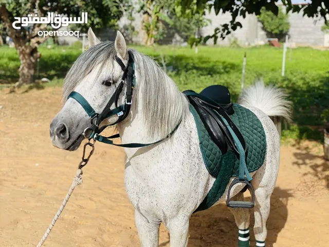 حصان بوني للبيع لي تعليم الأطفال