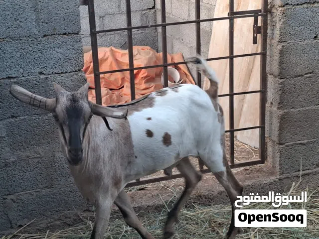 تيس إثيوبي مطعموم اكثر من 6 اشهر