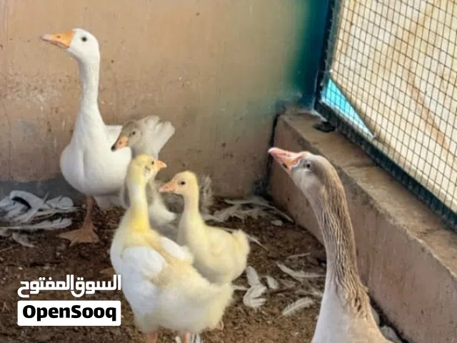 زوج وز للبيع