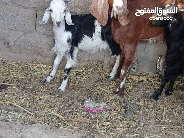 وراه توم فحله