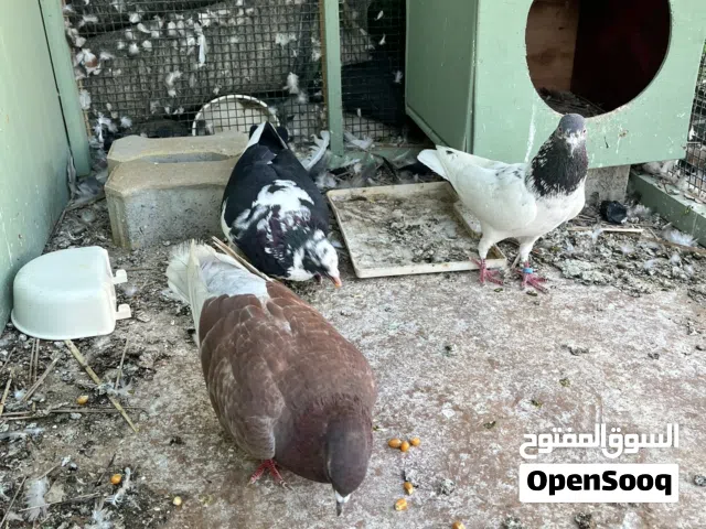 حمام باكستاني و زاجل للبيع ال 3 حبات ب 75 مع القفص 350 قفص مفصل من خشب و قابل للتفكيك و التنقل