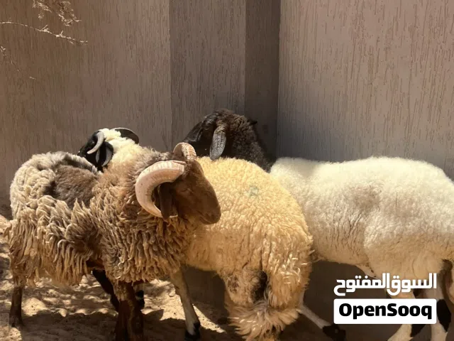 زوز حواله و حوليه