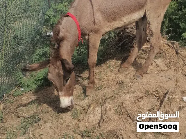 حماره للليع