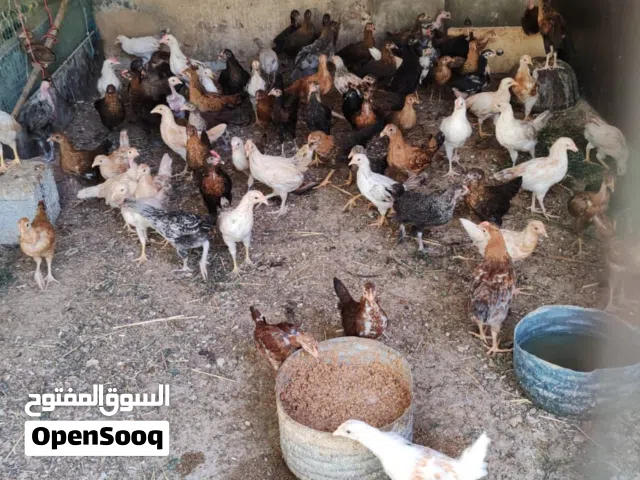 دجاج للبيع