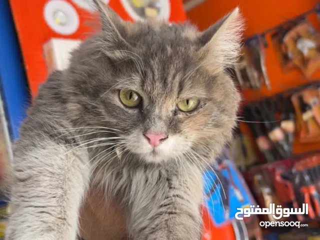 قط للتبني شيرازي